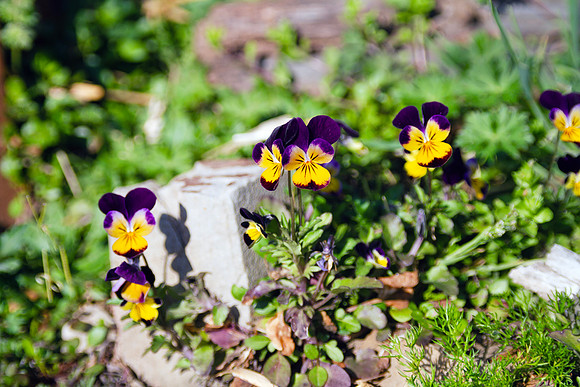 Pansies in springime garden closeup