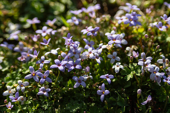 Wildflowers in early springtime, Oklahoma