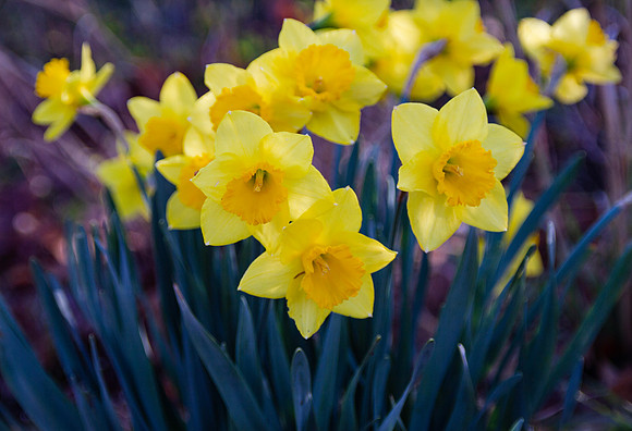 Daffodils blooming in spring closeup