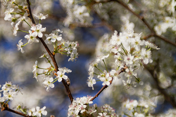 Spring blossoms against a deep blue sky