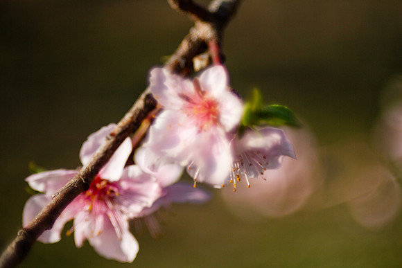 Peach tree blossoms in blurred painterly photo