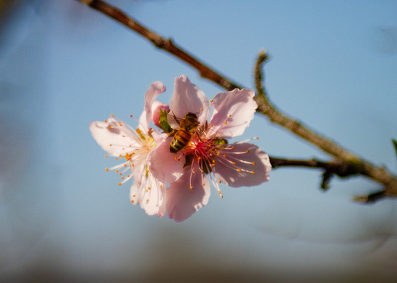 Hoeny bee on a peach tree blossom in springtime