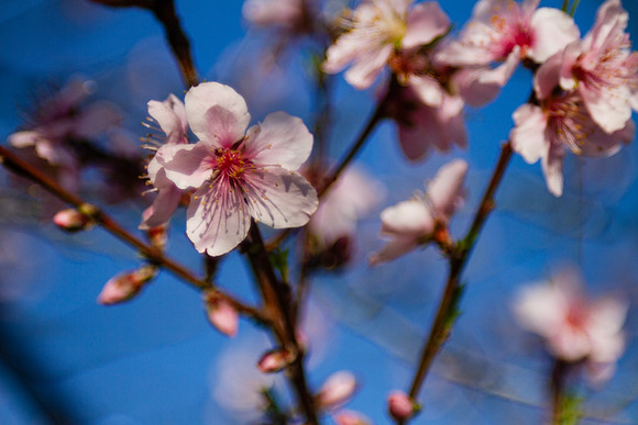 Peach tree blossom closeup in pink and blue
