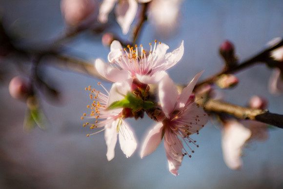 Peach tree blossom closeup in pink and blue