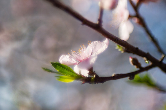 Sign of spring, peach tree blossom closeup with bokeh