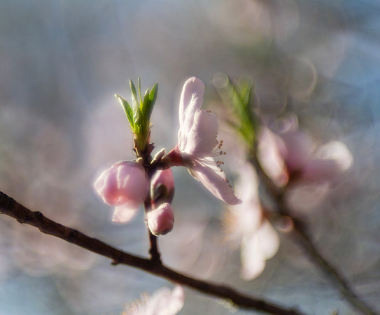 Sign of spring, peach tree blossom closeup with bokeh