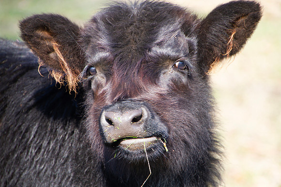 Black angus calf with winter fluffy coat closeup of face