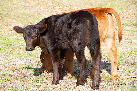 Calves in a spring pasture, red and black Angus in Oklahoma