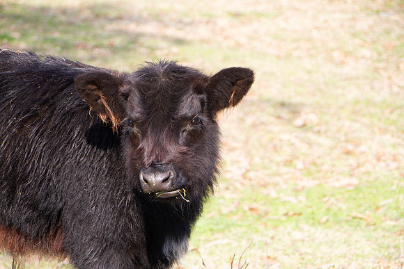 Black angus calf with winter fluffy coat in Oklahoma