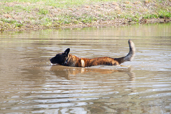 Dog swimming in lake, pond or stream