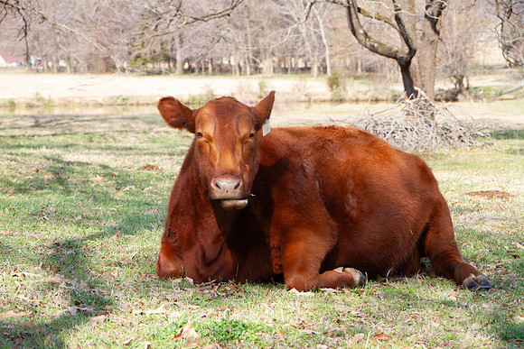 Red angus cow laying down chewing cud in a pasture