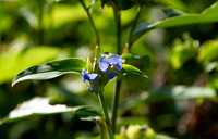 Asiatic Dayflower, Commelina communis, with stem and leaves