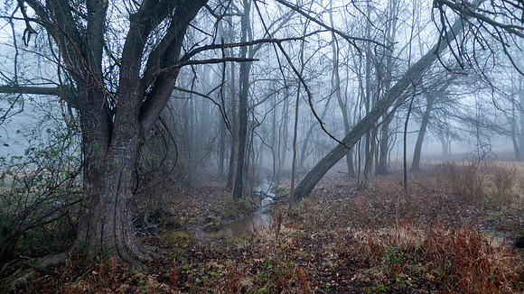 Forest Fog, 18x12, 6x9