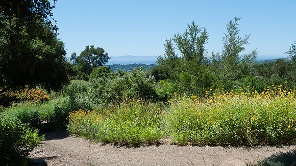 Santa Barbara Botanical Garden walking path with wildflowers