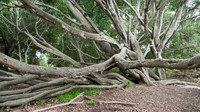California Live Oak, Quercus agrifolia, at Santa Barbara
