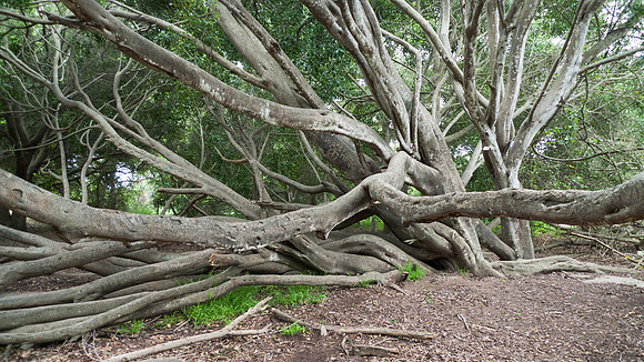 California Live Oak, Quercus agrifolia, at Santa Barbara