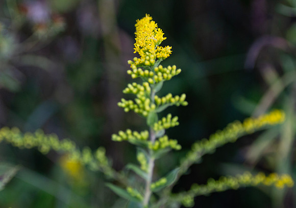Tall goldenrod closeup with selective focus