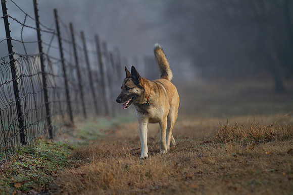 German Shepherd Dog / Siberian Husky Mix "Candy"