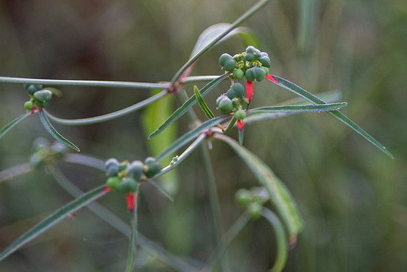 Euphorbia cyathophora, also known as a wild pointsettia
