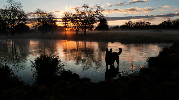 Dog in water silhouette at sunrise or sunset with reflections