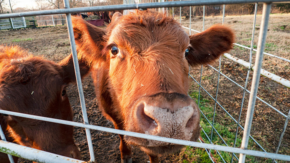 Calf in corral or fence, two calves closeup