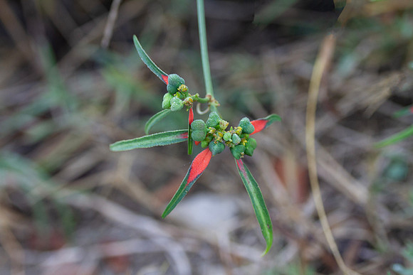 Euphorbia cyathophora, also known as a wild pointsettia