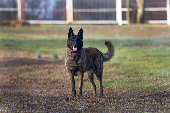 Dutch Shepherd or Holland Shepherd dog on the farm with gate