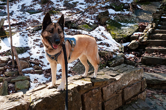 Dog in a halter on an adventure in the mountains