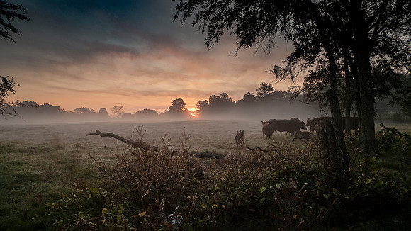 Cattle at sunrise on the farm