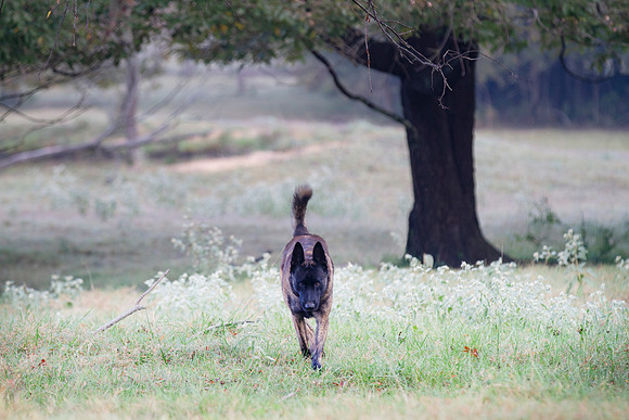Dutch Shepherd Dog in a field looking dangerous