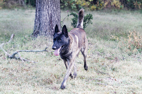 Dutch Shepherd Dog in a field walking fast