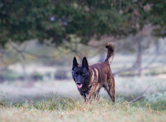 Dutch Shepherd Dog in a field looking dangerous