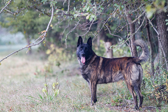 Happy dog off leash in a meadow with trees