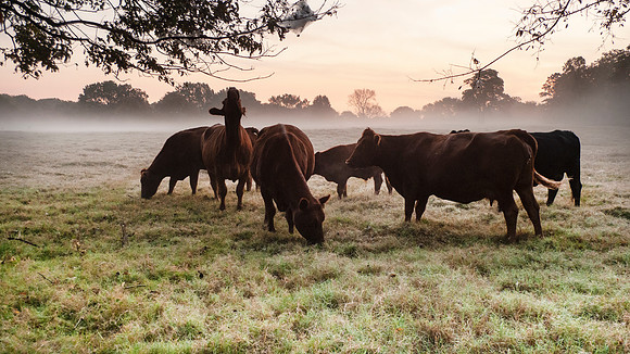 Cattle in the pasture at sunrise with copy space
