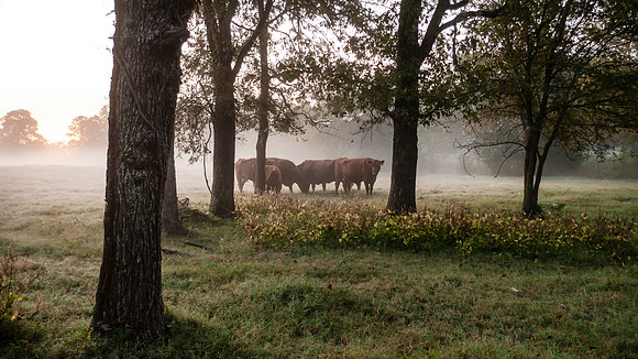 Cattle in the pasture at sunrise with copy space