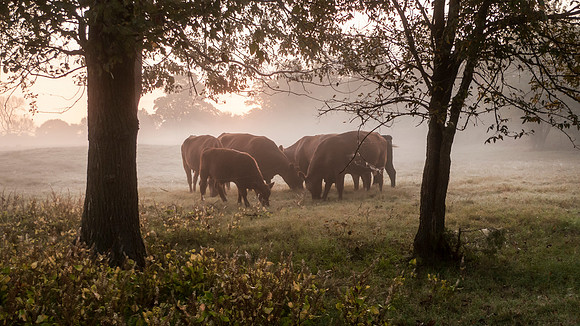 Cattle in the pasture at sunrise with copy space