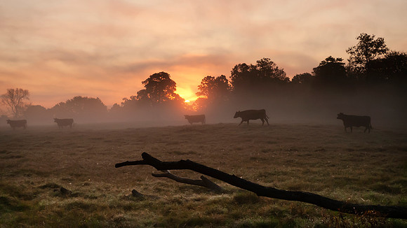 Cattle in the field at sunrise with copy space