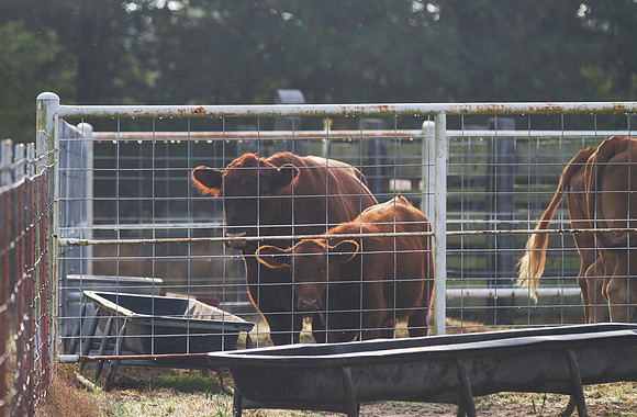 Cattle in a corral, Red Angus Beef Bull and Calf