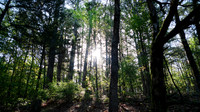 Forest scene at sunrise up a hill with green trees