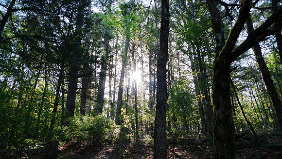 Forest scene at sunrise up a hill with green trees