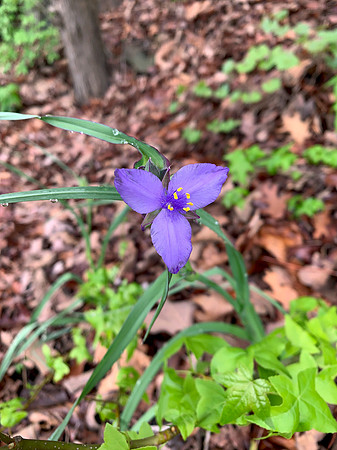 Purple Wildflower