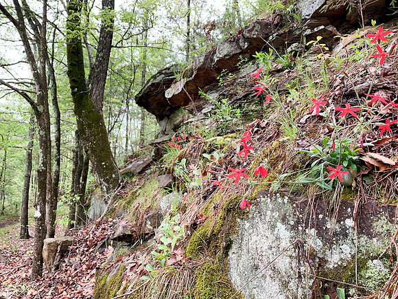 Wildflowers at Fish Trail