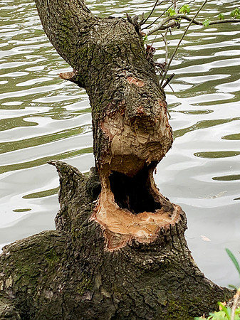 A beaver chewed this tree - and it looks like a beaver!