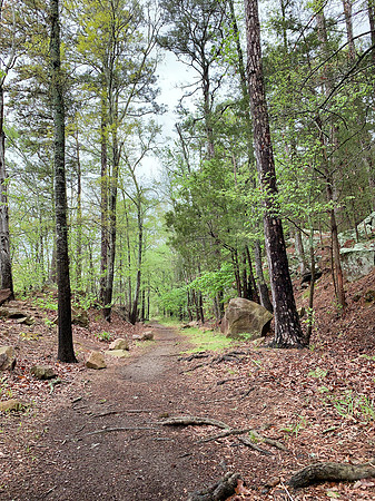 Fish trail at Shoal Bay campground with large trees and rocks