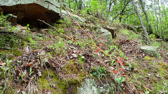 Fish trail at Shoal Bay campground with colorful rocks and wildf
