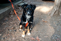 Piper camping, 5 months old