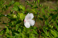 Hibiscus moscheutos, wildflower in Oklahoma with leaves and stem