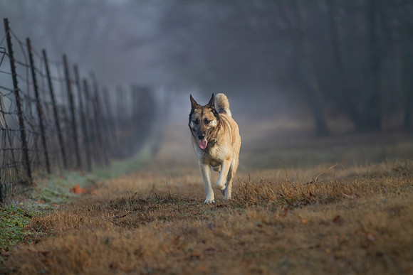 German Shepherd Dog / Siberian Husky Mix "Candy"