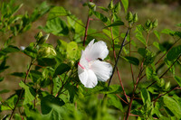 Hibiscus moscheutos, wildflower in Oklahoma with a hovering bee