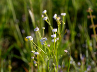Prairie Fleabane, aster family, white wildflowers with bokeh
